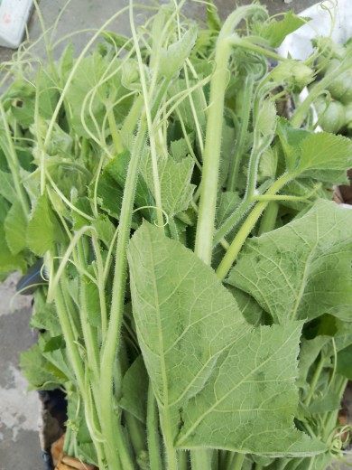 南瓜贵州新鲜农家自种尖现摘现嫩瓜叶顺丰航空叶菜类