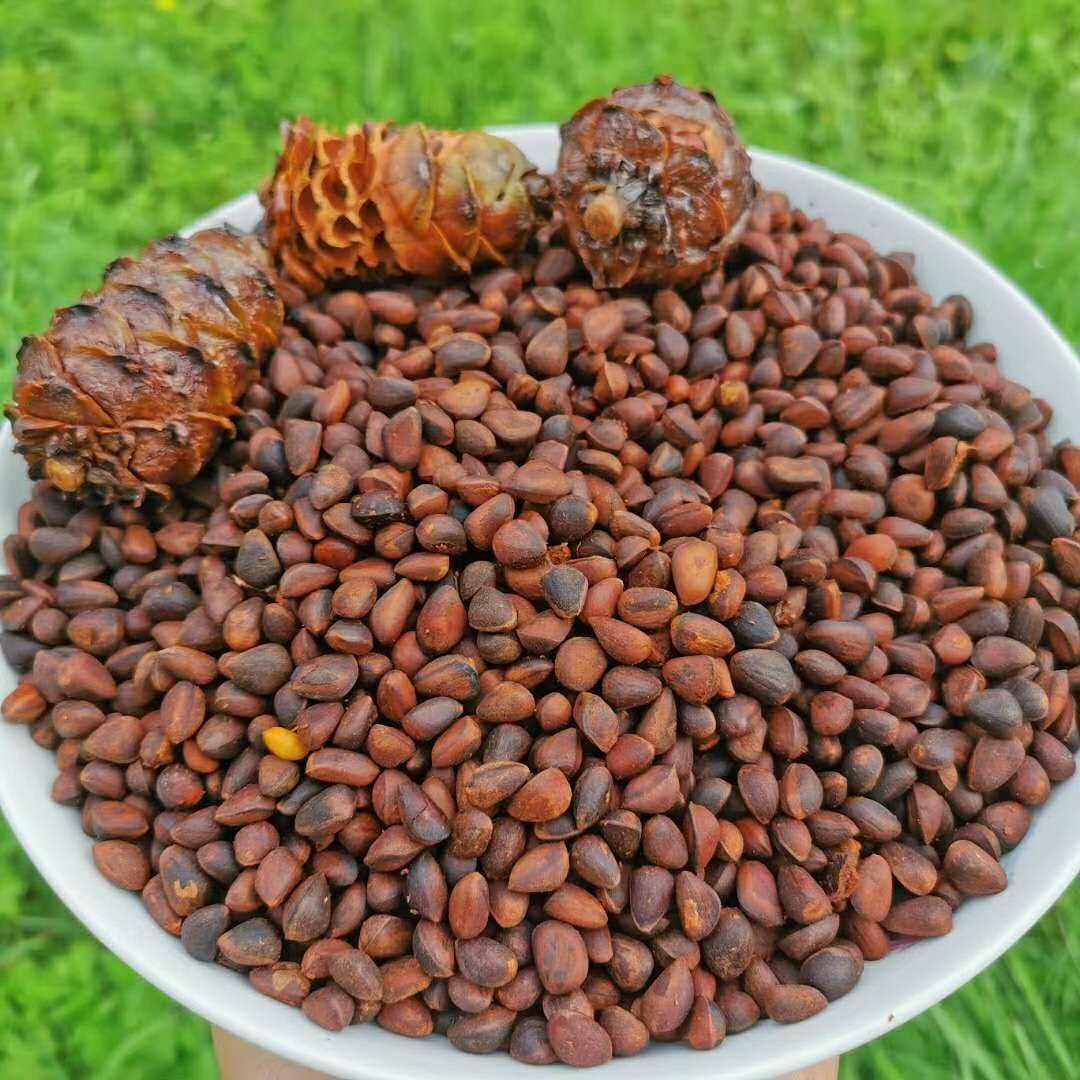 水煮松塔新货大兴安岭马尾马尾松松子盐水咸味500克松子