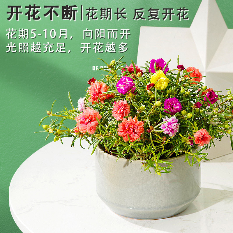 重瓣太阳花盆栽苗混色老桩宿根带根七彩彩带盆好时令草本花卉