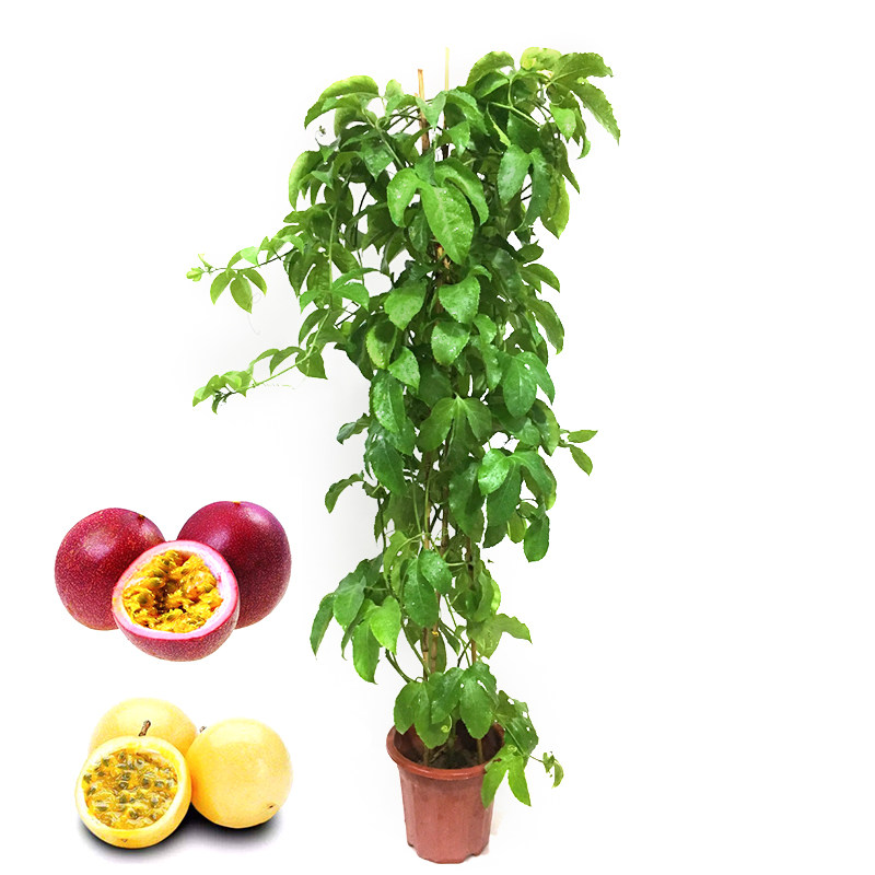 黄金百香果大苗紫香绿植爬藤植物当年结果大树绿植