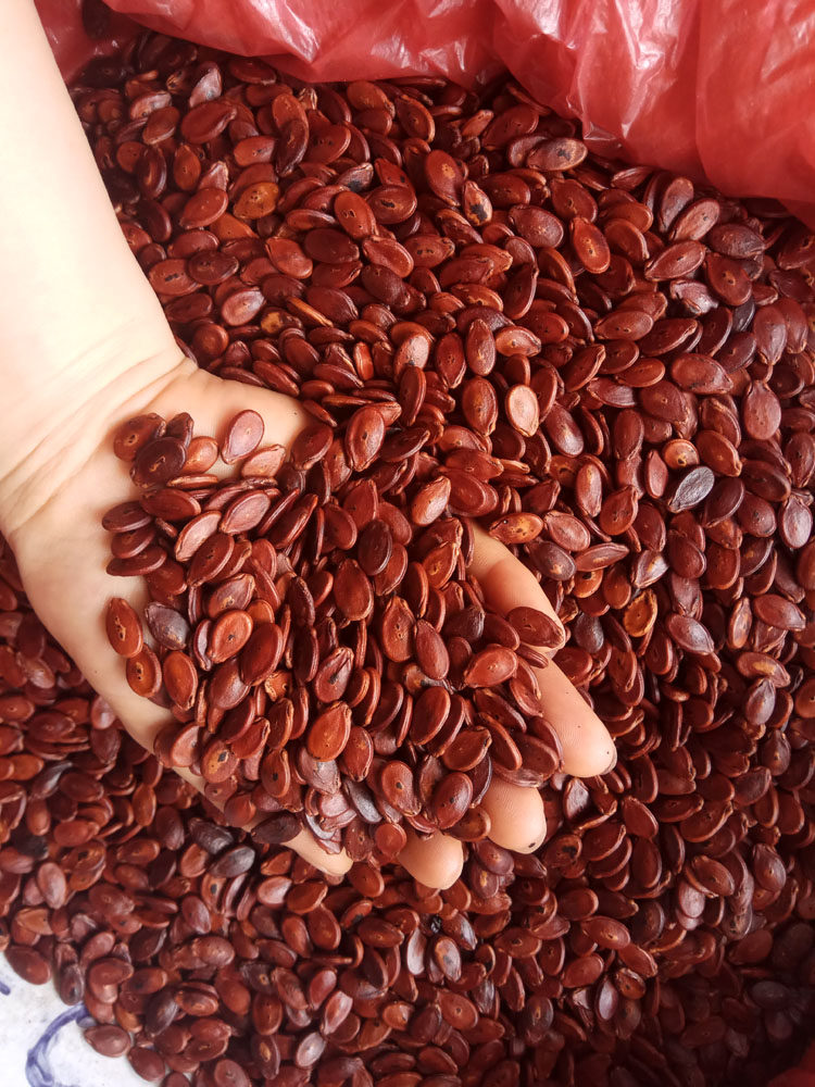 南雄熟红瓜子韶关特产粤北零食信丰炒熟特级芋头