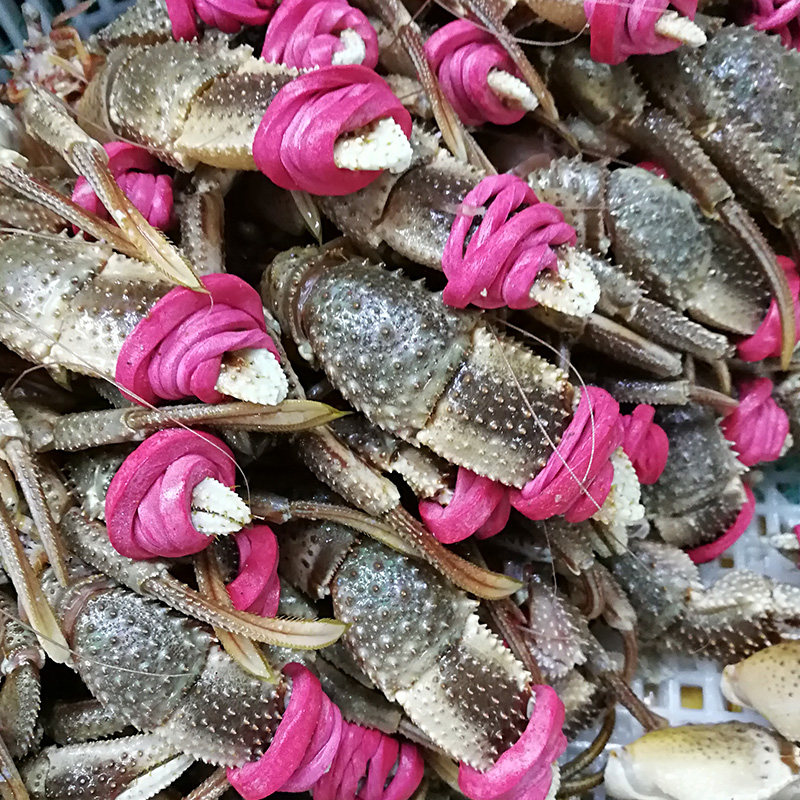 大连特产新鲜寄居蟹腿大寄居蟹蟹钳海怪腿蟹腿虾怪寄居蟹食用包邮