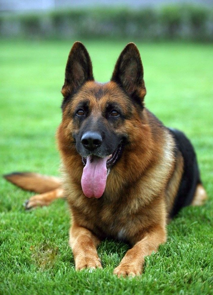 免费领养纯种德国牧羊犬幼犬警犬狼狗马犬弓背畜牧