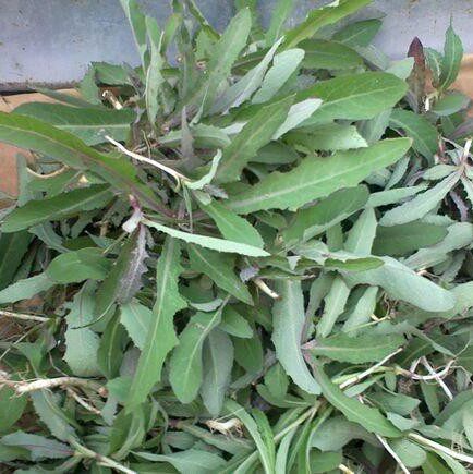 曲麻菜名字,曲麻菜(第3页)_大山谷图库