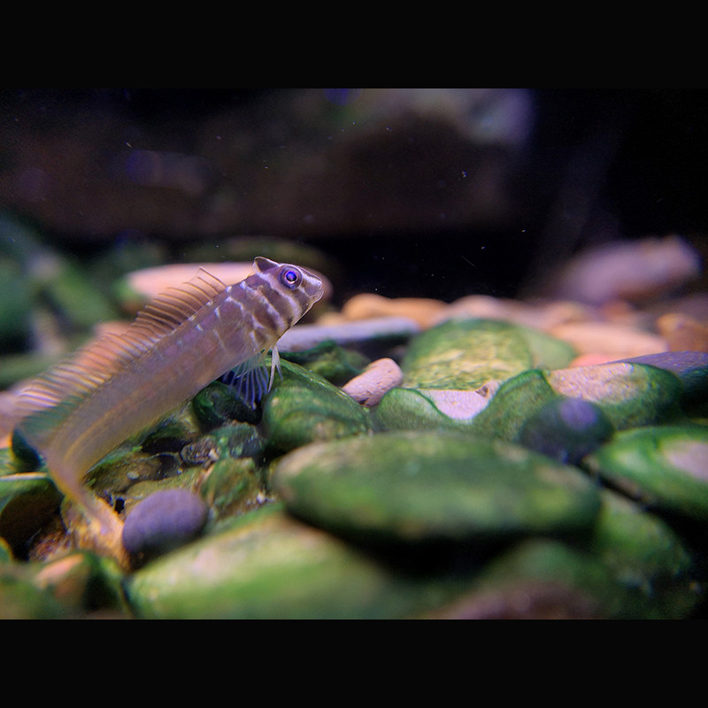 斑头肩鳃奥特曼青蛙海水汽水淡水鱼原生冷水鱼养活鱼