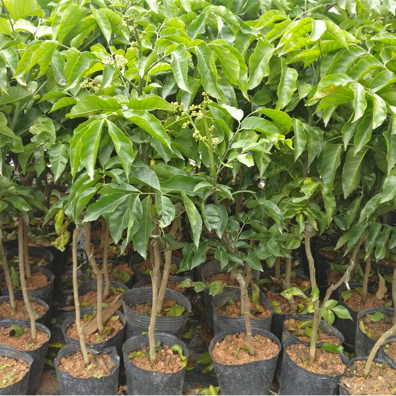 黄皮无核出世甜黑嫁接果树树苗四季南方盆栽果树