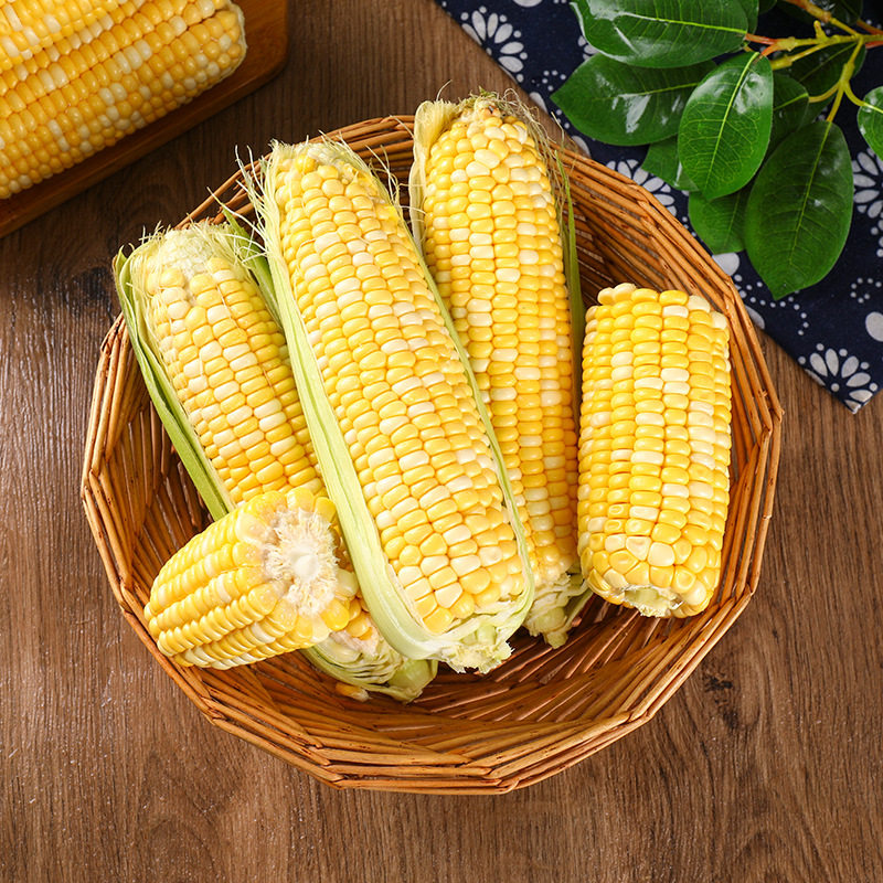 云南金银水果玉米新鲜当季蔬菜生吃甜糯玉米棒新鲜玉米