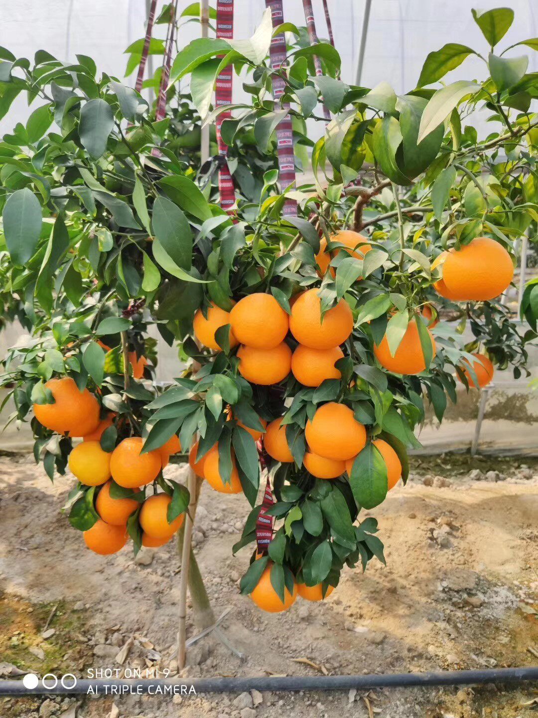 黄美人美人爱媛柑桔新品种柑橘68号果苗橘子果树