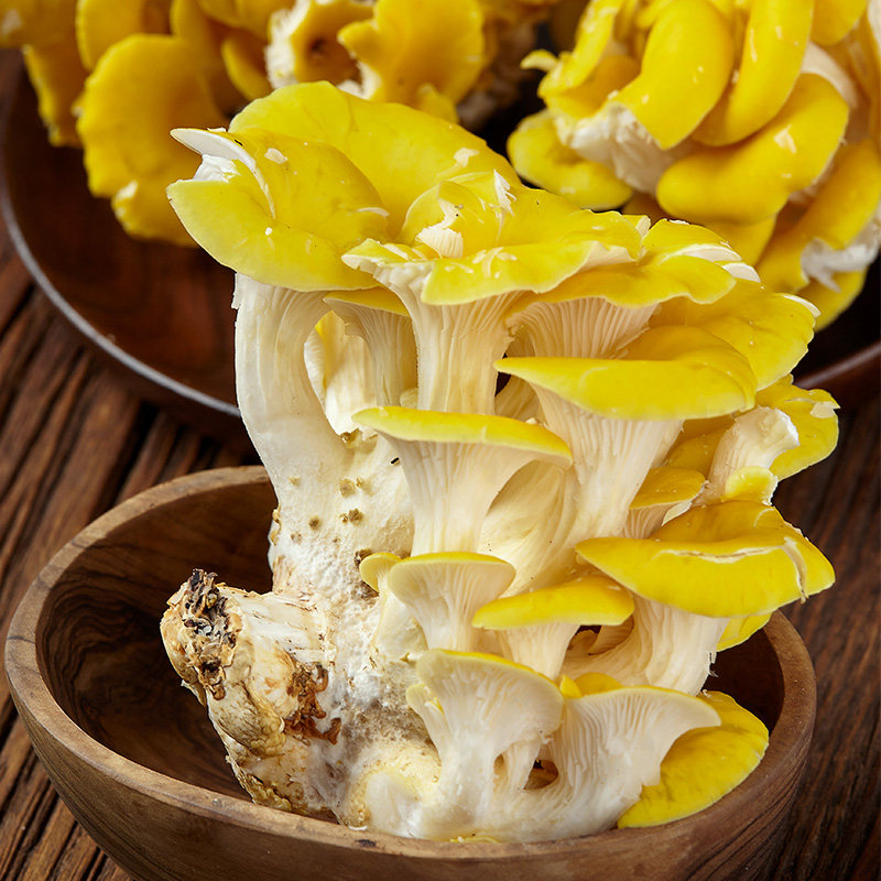 鸡油新鲜云南菌菇榆黄蘑鸡油黄火锅煲汤食材新鲜松茸