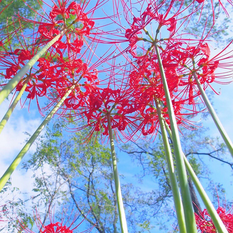 花园石蒜彼岸花曼珠沙华种球多年生耐热耐寒易种球花卉种球