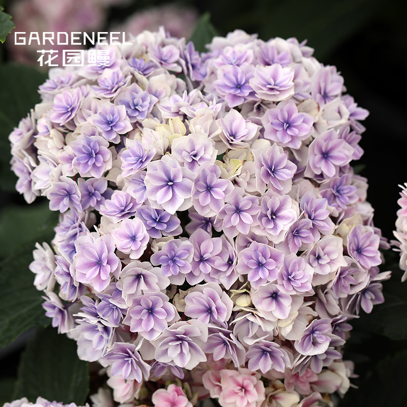 盆栽大花绣球夏洛特公主重瓣白边庭院阳台花卉花园时令草本花卉