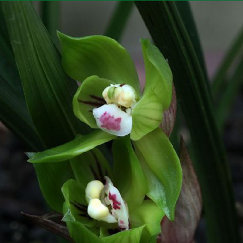 兰花绿云春兰皇后矮种室内客厅办公室盆栽花卉时令草本花卉