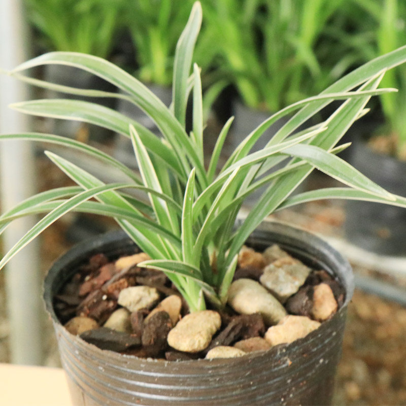 兰花雪山天草细叶金边春兰花苗室内盆栽绿植花卉好养易阳台卧室