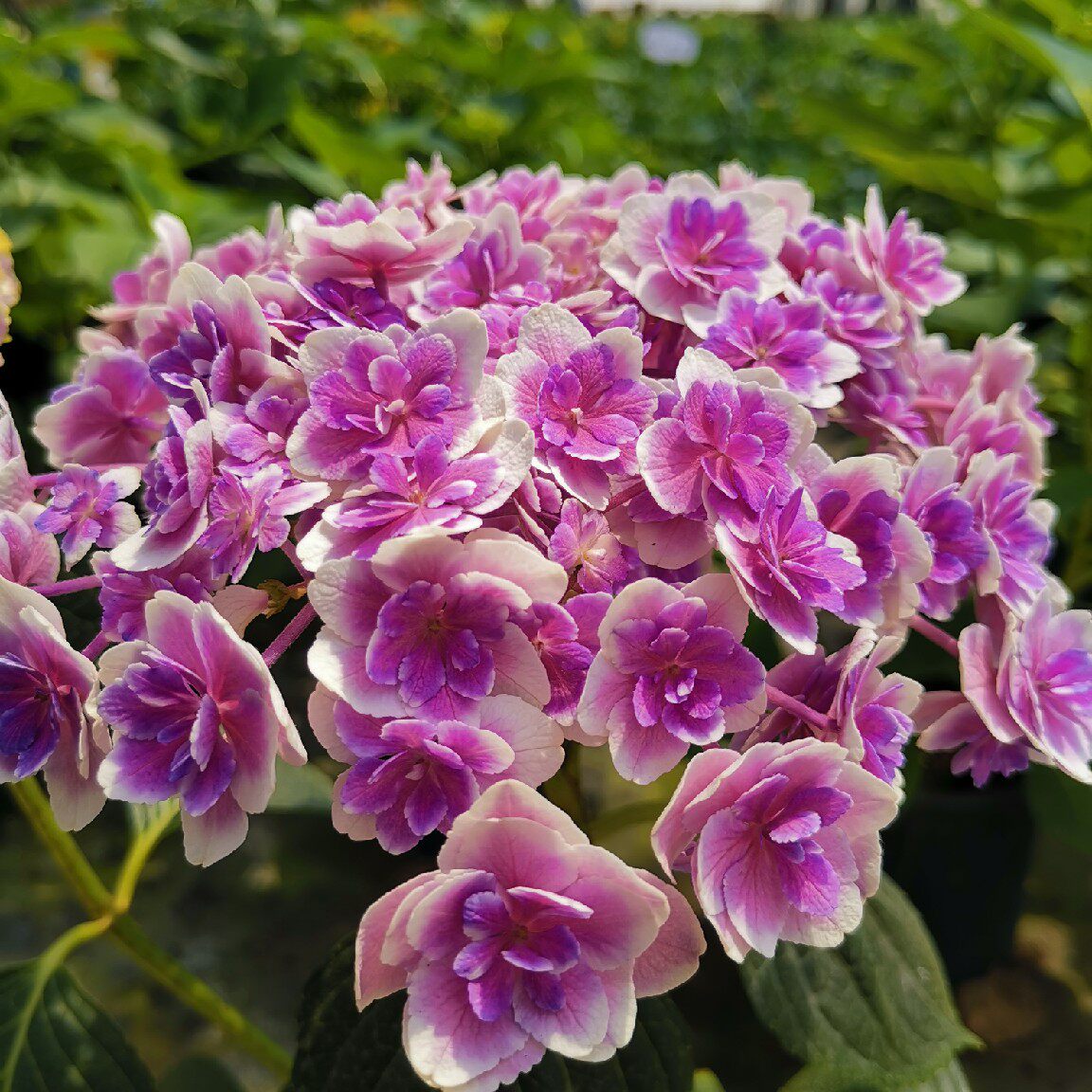 庭院露台盆栽进口重瓣绣球花苗扦插苗小苗新品梦心地枫雪园艺