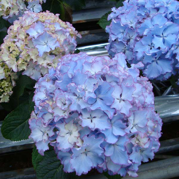 绣球枫雪园艺莱昂盆栽花卉日本进口大花重新品时令草本花卉