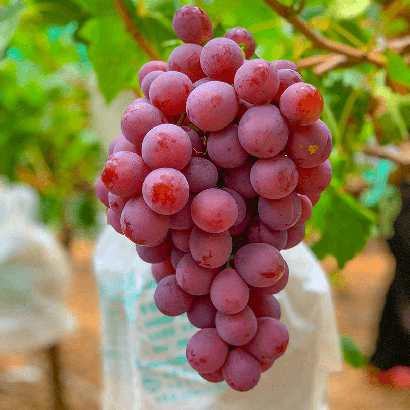 云南宾川高原新鲜红提提子新鲜水果现摘现发应季水果孕妇水果5斤_双氙