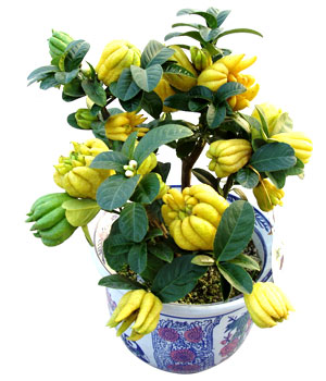 室内盆栽花卉金佛手苗6年苗以上带果发货 阳台庭院家庭版