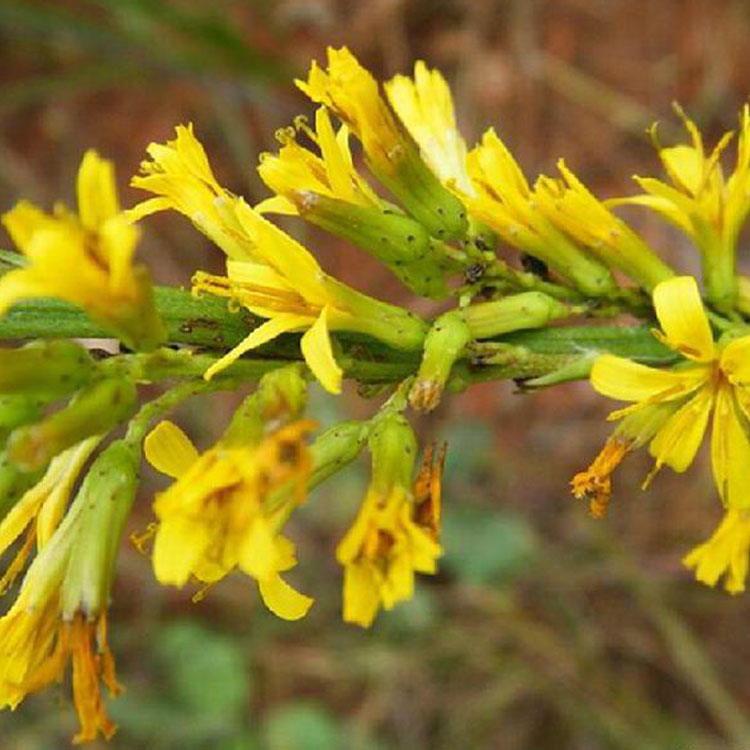 大一支箭肉根还阳参大地挡云南野生250g干净煲汤泡蜂蜜新货
