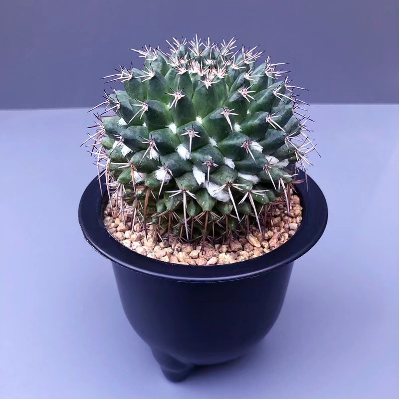 毛象仙人趣味开花乳突球属仙人掌多肉植物办公室多肉植物