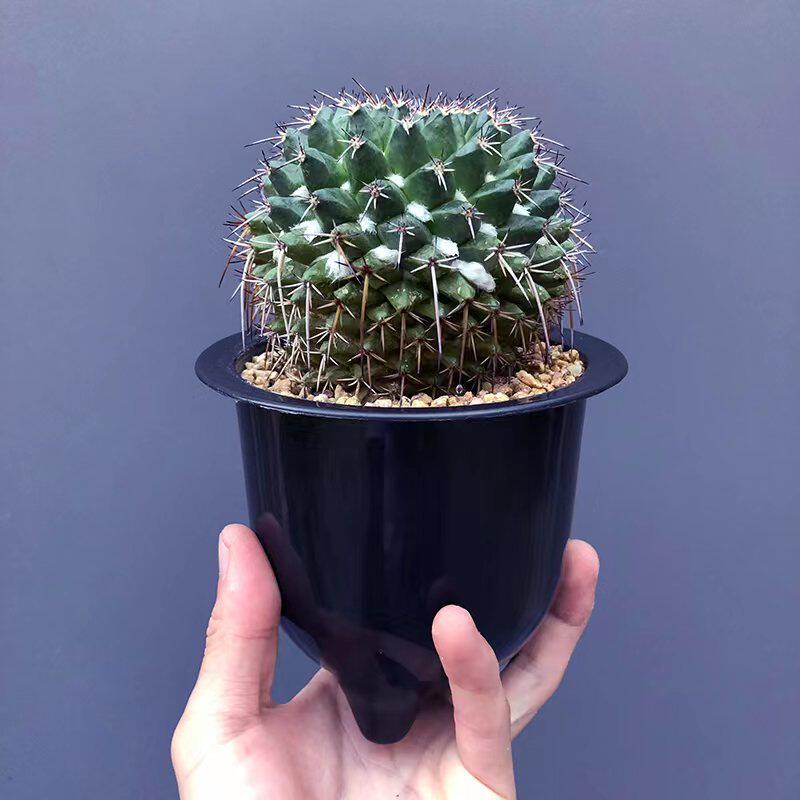 毛象仙人趣味开花乳突球属仙人掌多肉植物办公室多肉植物