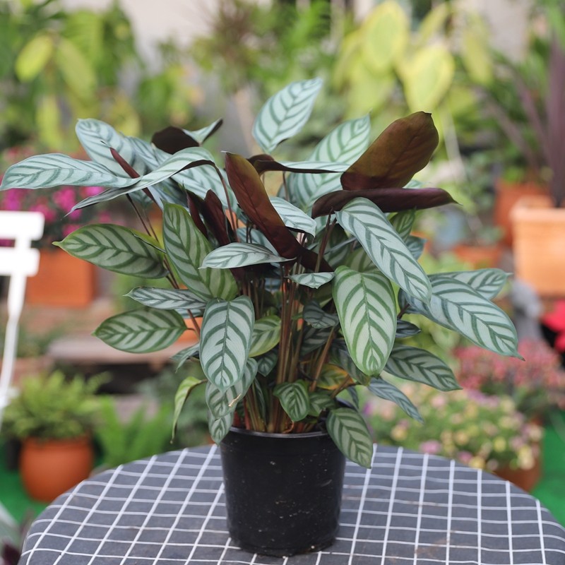 新飞羽叶植物客厅观甲醛防辐射绿植净化空气好养室内盆栽绿植