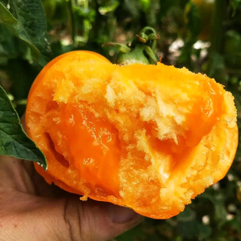 番茄种子东北大黄柿子种籽西红柿种孑沙瓤春季蔬菜菜籽黄色大果种
