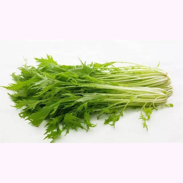 四季籽种菜籽幼苗菜种蔬菜小芹栽菜蔬菜种子