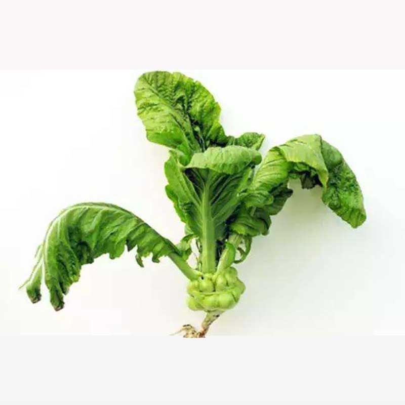 芥菜蔬菜田园庭院易庭院鲜食腌制脆嫩菜弥瘤瘤蔬菜种子