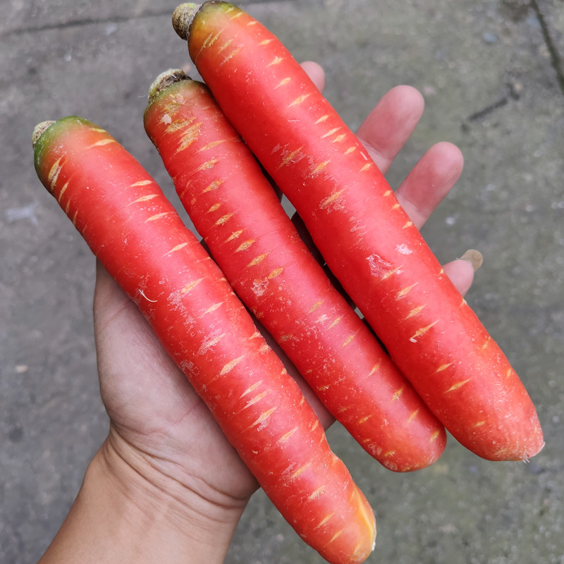 四川红萝卜新鲜包邮 沙地水果胡萝卜农家蔬菜红心脆甜沙窝 甜萝卜