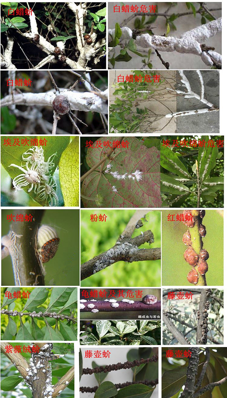 杀扑吡虫噻嗪酮蚧壳虫杀虫剂杀虫剂