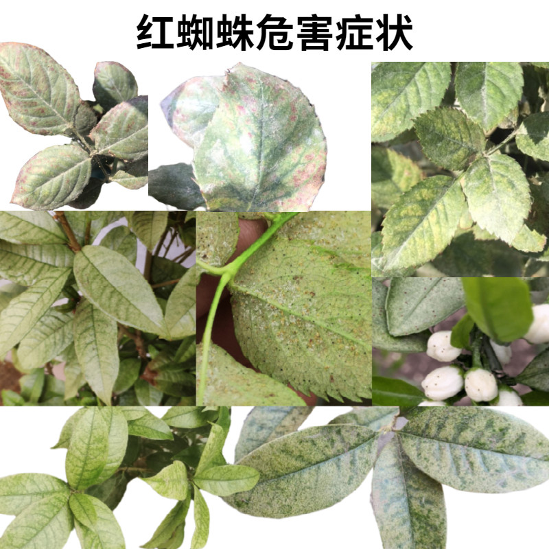 阿维乙螨唑红蜘蛛杀螨剂柑橘柚子橙子柠檬苹果树黄白蜘蛛杀虫药剂