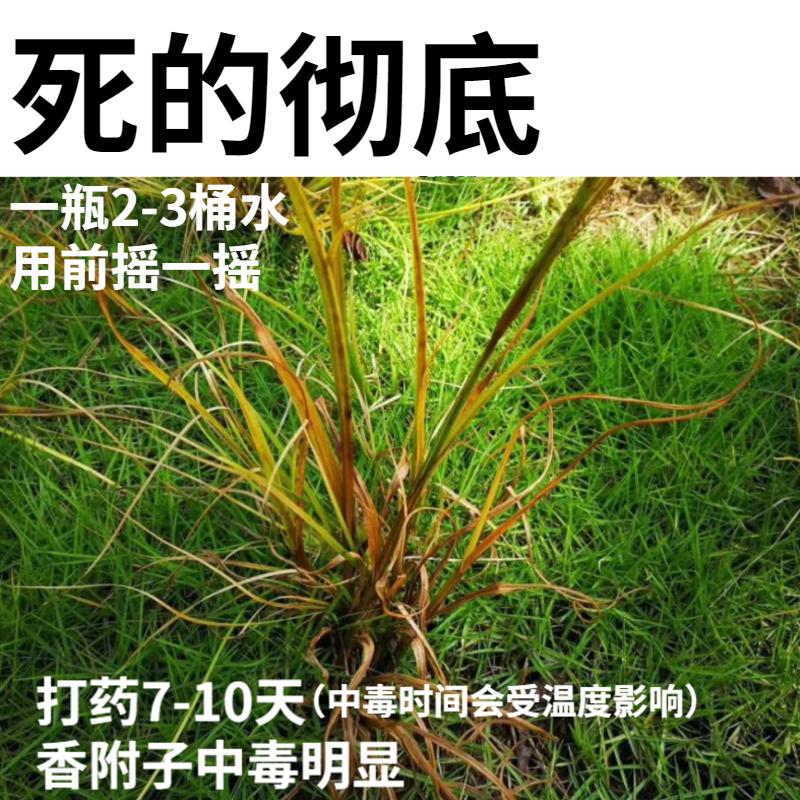 氯吡嘧磺隆香附子除草剂莎草净莎能净百慕大结缕台湾草坪除三棱草