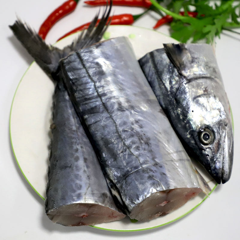 新鲜东海鲅鱼鲜活马鲛鱼深海海鱼水产海鲜182斤马鲛鱼