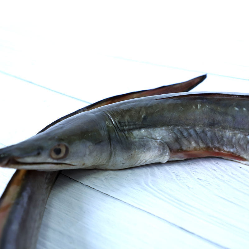 舟山宁波新鲜野生鳗鱼东海海鲜海鱼海鳗鱼生鲜鲜活一条5.5-6斤