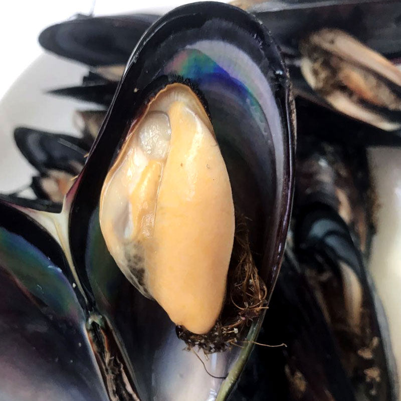 东海鲜活野生生生海虹口贝贻贝淡菜新鲜海鲜青口贝