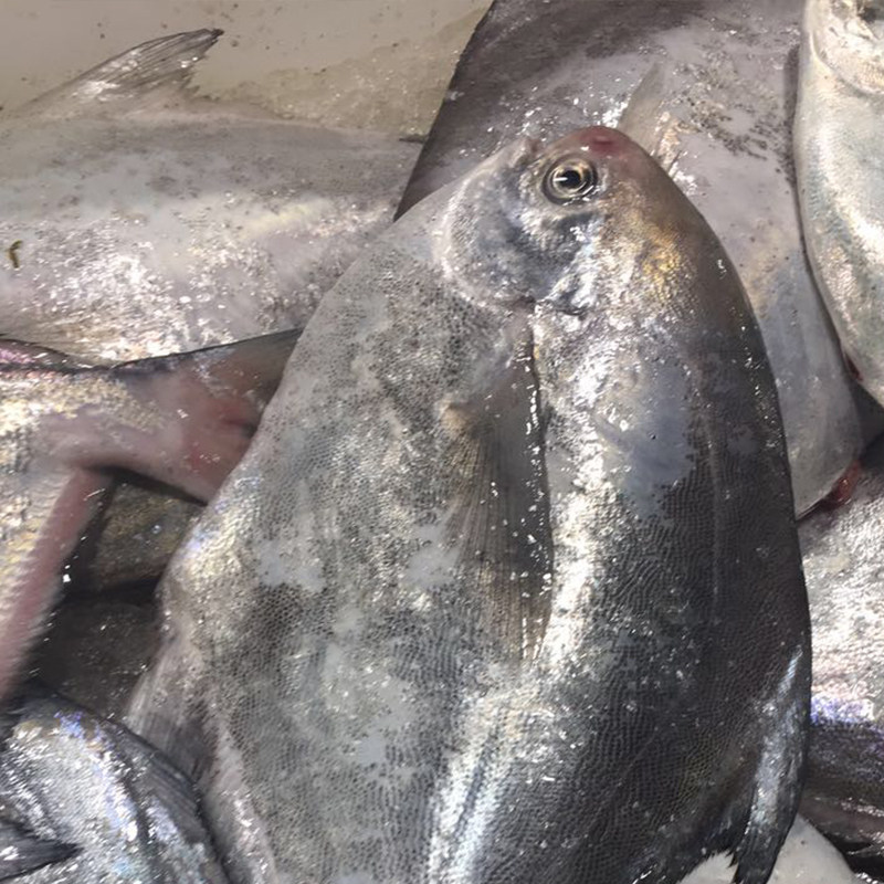 鲳鱼舟山宁波东海新鲜野生鲜活平鱼白扁鱼海鲜鲳鱼