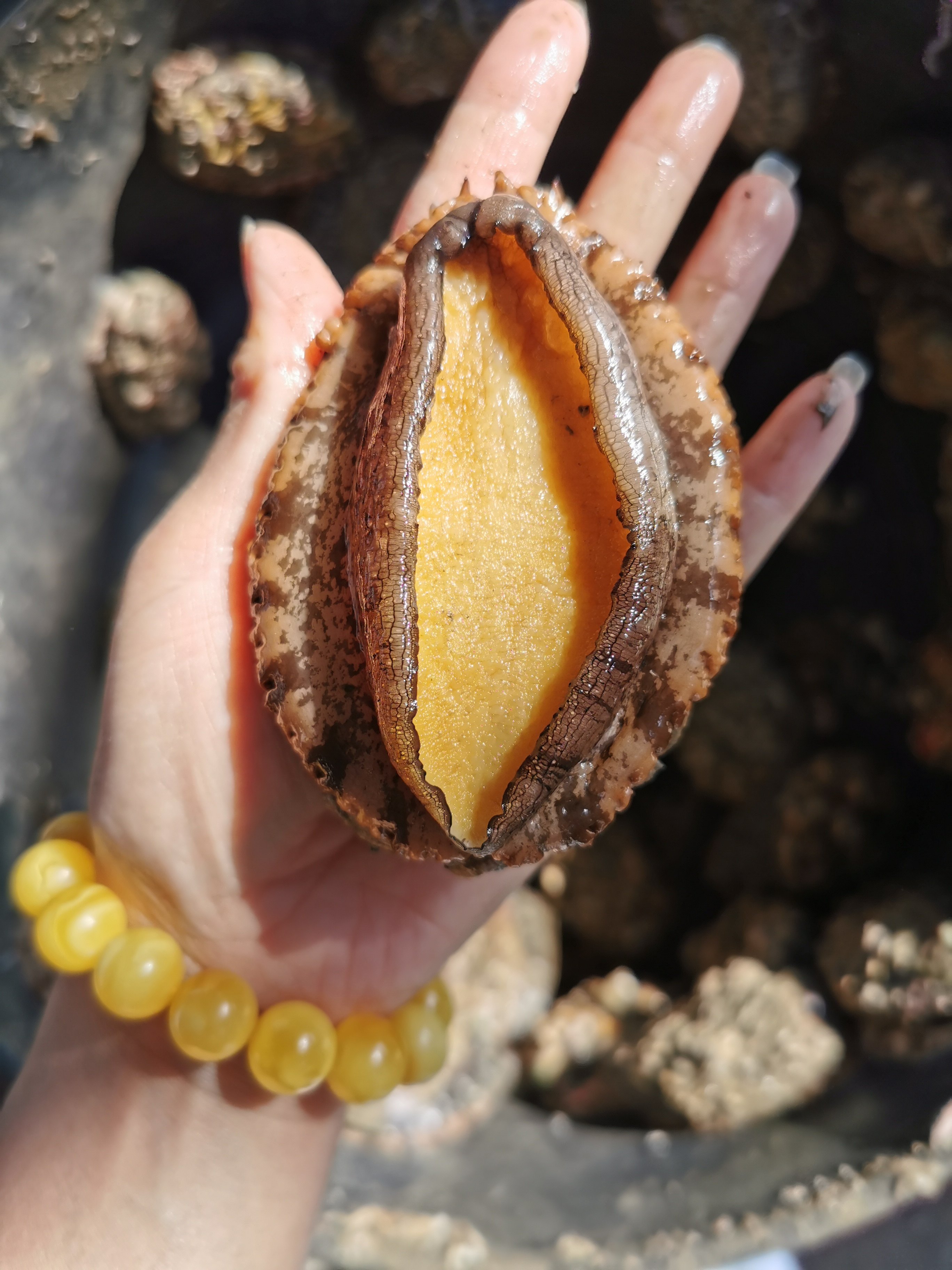 围头渔村野生鲍鱼56头500g福建原产地顺丰冷链鲍鱼