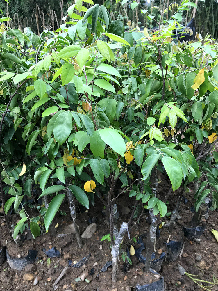 杨桃果树树苗嫁接台湾四季甜红南方种植地栽果树