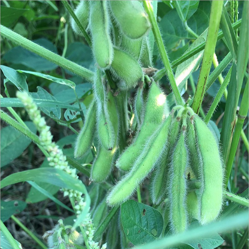 黑豆长大的样子图片