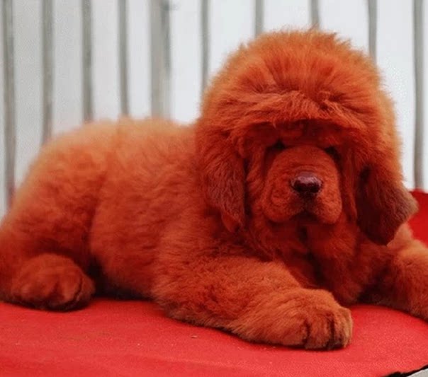 藏獒活体纯种巨型狮王红色色鬼幼犬出售金毛畜牧