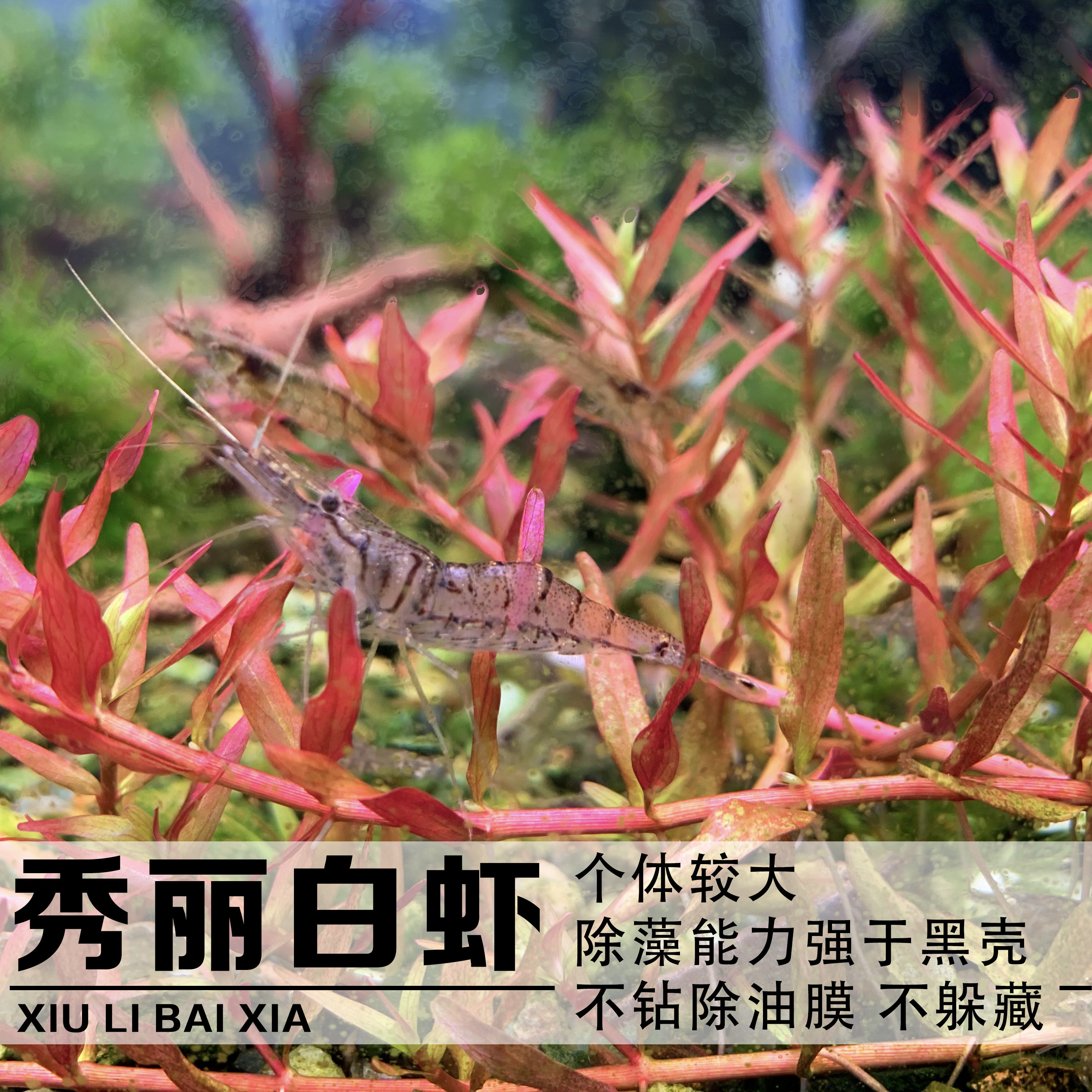 长臂中华淡水冷水藻虾大眼贼虾观赏食用虾大虾