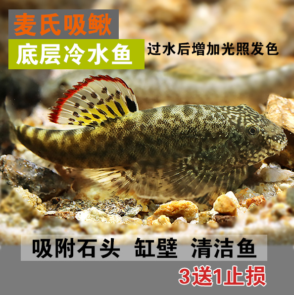 琵琶鳅吸鳅壁鳅迷你清道夫冷水鱼清洁底层爬岩鳅鱼圆斑