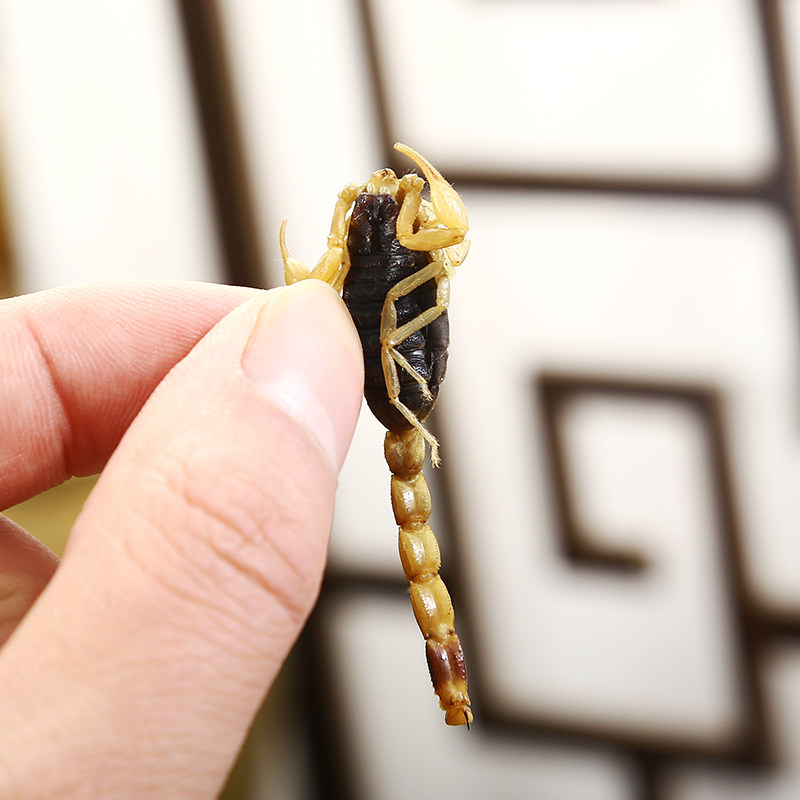 蝎子太医全虫20克清水全干干度好中中药材磨粉其他药食同源食品