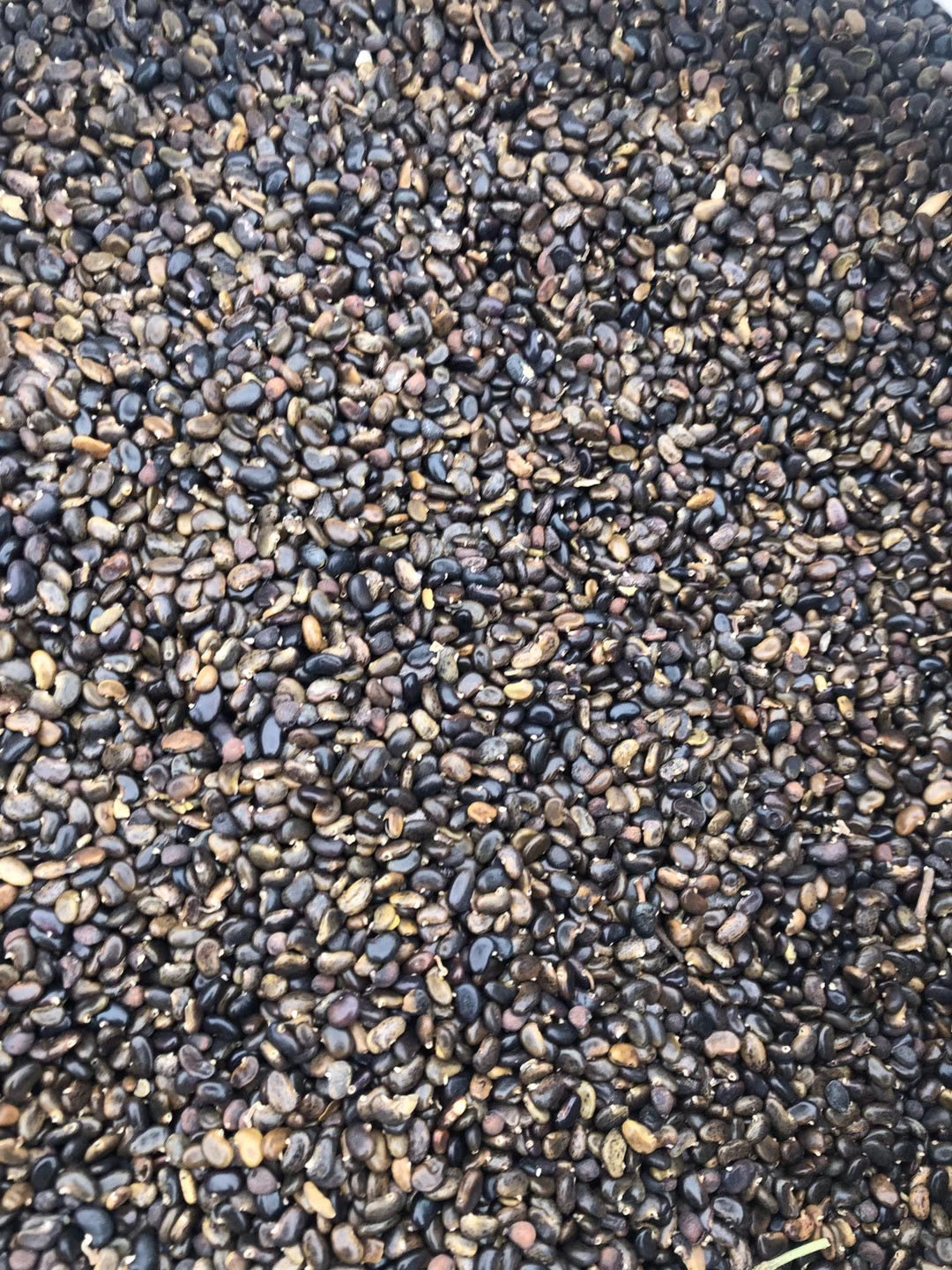 种子刺槐一级洋槐种籽槐树行道树绿化嫁接香花家庭园艺种子