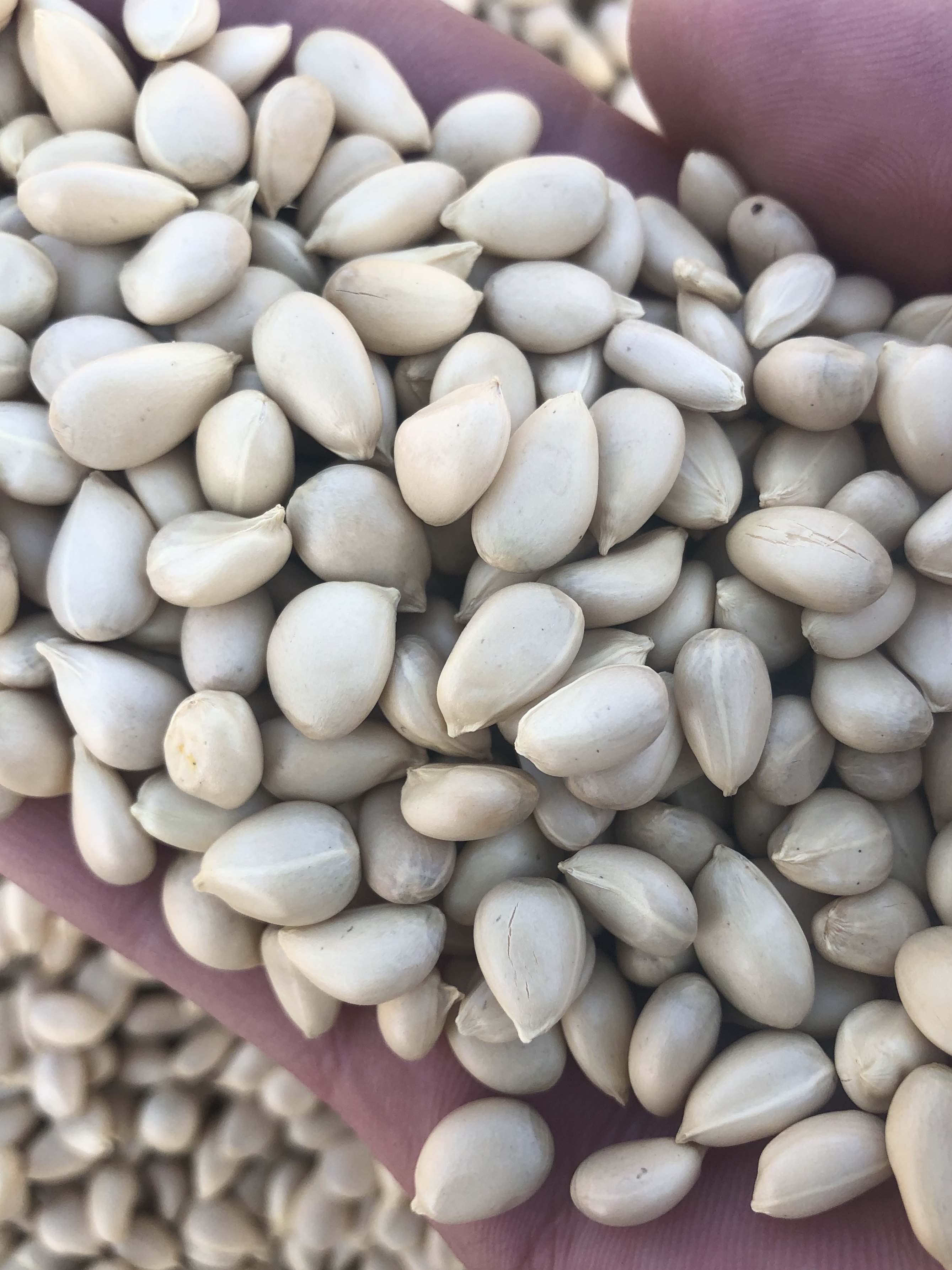 产地枳壳种子新采枸橘积壳籽橘子红嫁接占木带刺家庭园艺种子