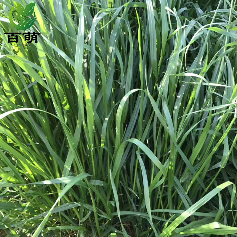 牧草种子邦德黑麦草一代四倍体宽叶草籽畜禽牛羊家庭园艺种子