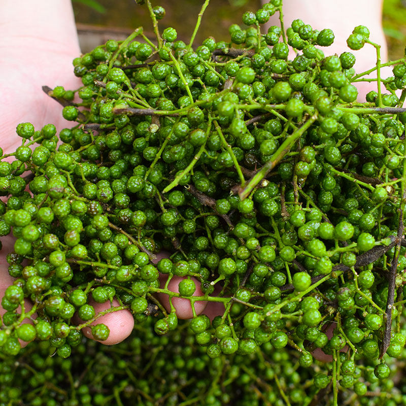 买一送一青花椒新鲜四川特产麻椒