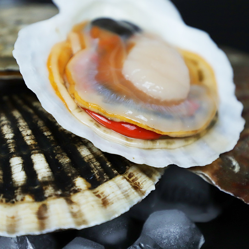 扇贝大连鲜活超大夏夷贝即新鲜生鲜海鲜水产夏夷贝