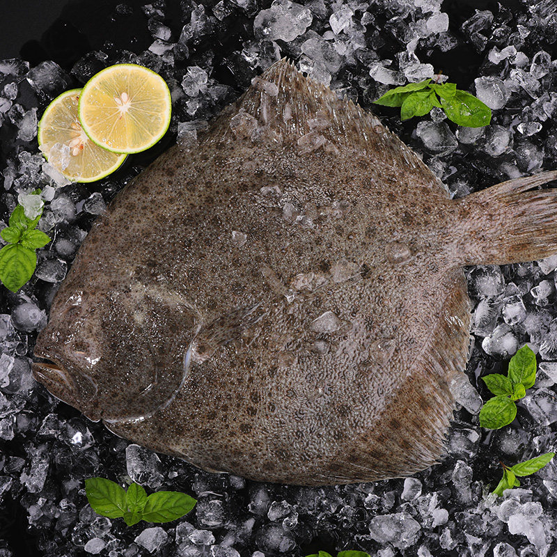 大连多宝鱼新鲜比目鱼深海鲽鱼鲜活活体冷冻海鲜比目鱼