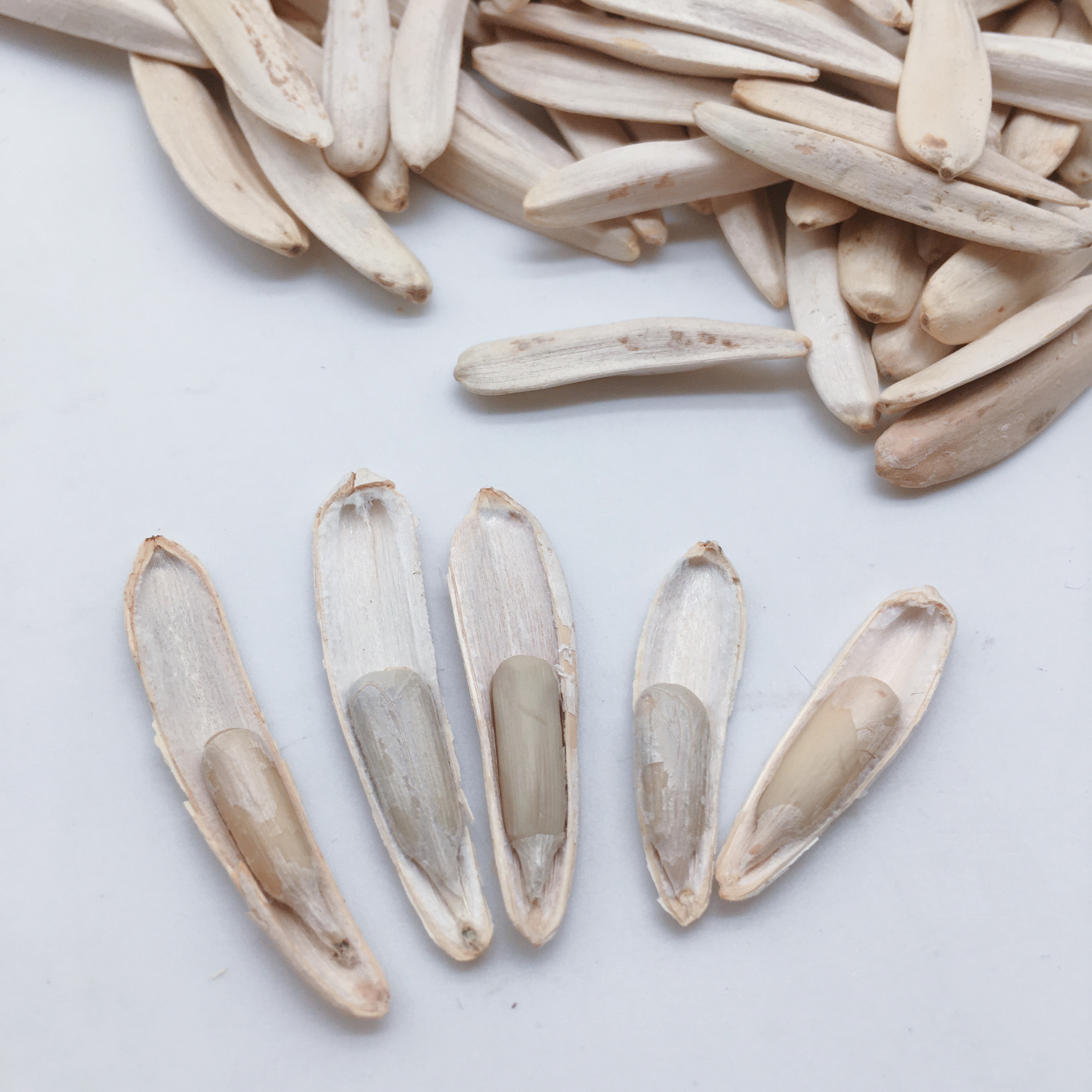 新疆特产马牙白牙签瓜子狼牙原味2斤散装葵花瓜子